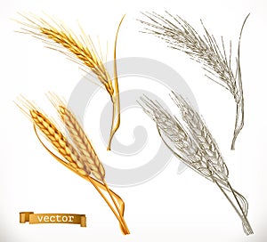 Ears of wheat. 3d realism and engraving styles. Vector