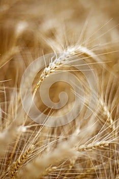 Ears of wheat