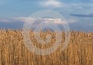 The ears of wheat.