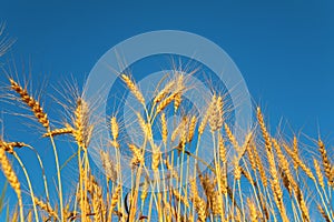 Ears of wheat against background of sky