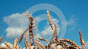 Ears of wheat against blue sky