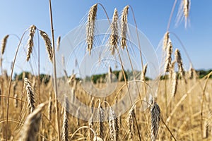 Ears of wheat against blue sky.