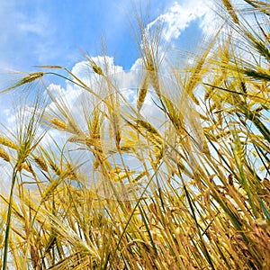 Ears of wheat against the blue sky