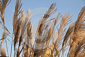 ears of wheat against blue sky