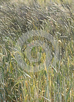 ears of wheat of an ancient italian grain called SENATORE CAPPEL