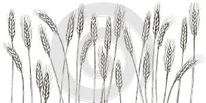 Ears of wheat. Barley cereals harvest, spike, grain, corn, agriculture, organic farming, healthy food symbol. Bakery