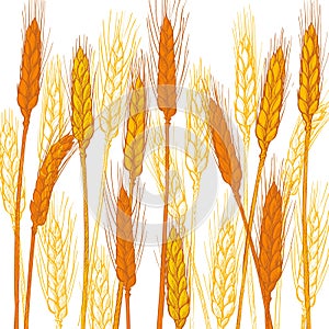 Ears of wheat. Barley cereals harvest, spike, grain, corn, agriculture, organic farming, healthy food symbol. Bakery