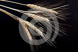 Ears of wheat on black background.