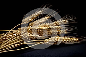 Ears of wheat with black background isolate ,- generative Ai illustration