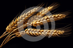 Ears of wheat with black background isolate ,- generative Ai illustration