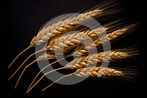 Ears of wheat with black background isolate ,- generative Ai illustration