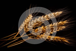 Ears of wheat with black background isolate ,- generative Ai illustration