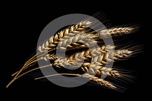 Ears of wheat with black background isolate ,- generative Ai illustration