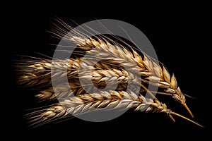 Ears of wheat with black background isolate ,- generative Ai illustration