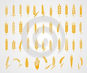 Ears of wheat bread symbols.