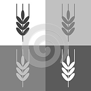 Ears of wheat, cereal. Ear of oats. rye ears. Vector icon on white-grey-black color