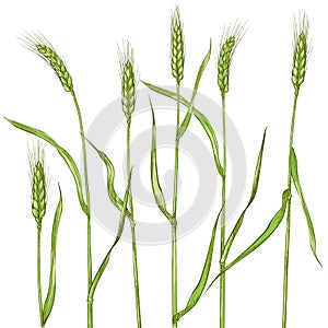 Ears of wheat. Cereals harvest, agriculture, organic farming, healthy food symbol.