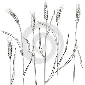 Ears of wheat. Cereals harvest, agriculture, organic farming, healthy food symbol.