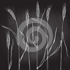 Ears of wheat. Cereals harvest, agriculture, organic farming, healthy food symbol.