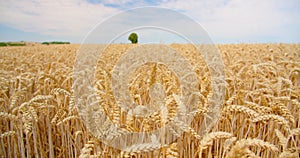 Ears of wheat close-up against clear blue sky. View of golden ripe grain field. Crop farm. Nature in summer sunny day