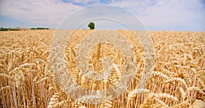 Ears of wheat close-up against cloudy blue sky. View of golden ripe grain field. Crop farm. Nature in summer sunny day