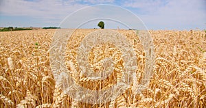 Ears of wheat close-up against cloudy blue sky. View of golden ripe grain field. Crop farm. Nature in summer sunny day