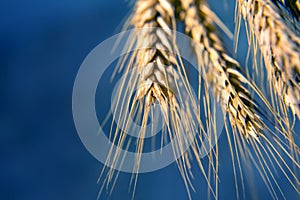 Ears of wheat close-up. agronomy and plant botany