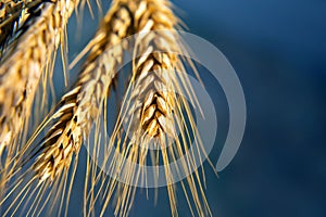 Ears of wheat close-up. agronomy and plant botany