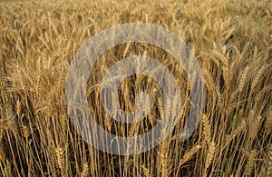 Ears of wheat close-up
