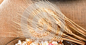 ears of wheat, close-up fresh ears of wheat