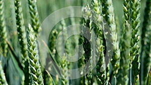 Ears of wheat close up. Growing Wheat field in sunset.  Field of green raw wheat