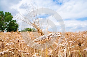 Ears of wheat