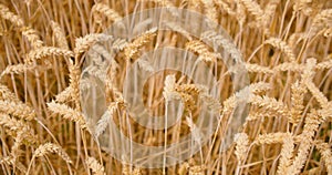 Ears of wheat close-up. View of golden ripe grain field. Crop farm. Nature in summer sunny day, sunset.