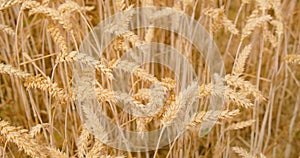 Ears of wheat close-up. View of golden ripe grain field. Crop farm. Nature in summer sunny day, sunset.