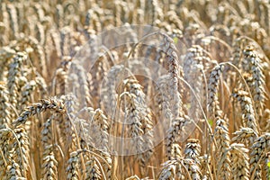 Ears of wheat close-up. Wheat field. Harvest and harvesting concept. Ripe wheat in the field at the end of summer