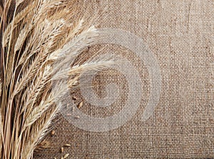 Ears of wheat and corn border burlap background