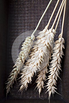 Ears of Wheat country rustic still life.