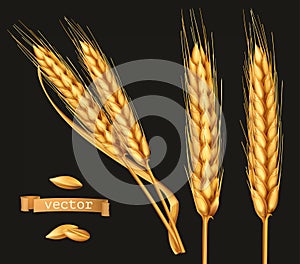 Ears of wheat. 3d vector icon set