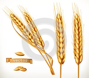 Ears of wheat. 3d vector icon set