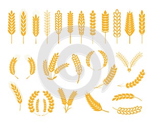 Ears of wheat, ear of rye, spikelet set vector. Cereals plant icons in flat style for cafe, product package.