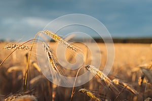 Ears of wheat in the field