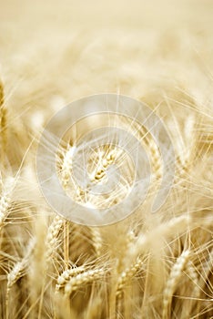 Ears of wheat in field