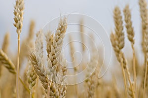 Ears of wheat on the field