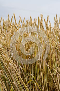 Ears of wheat on the field