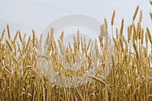 Ears of wheat on the field
