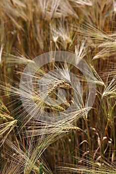 Ears wheat in a field as a background