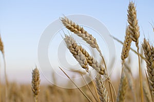 Ears of wheat in the field. backdrop of ripening ears of yellow wheat field on the sunset cloudy orange sky background. Copy space