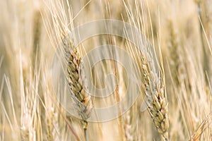 The ears of wheat in the field. The concept of agriculture. Grain crop