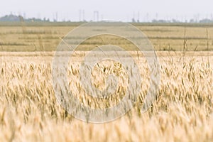 The ears of wheat in the field. The concept of agriculture. Grain crop