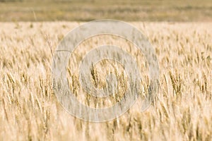 The ears of wheat in the field. The concept of agriculture. Grain crop